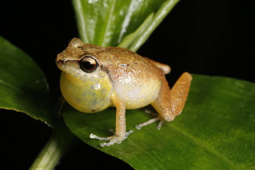 Xuxaneb Robber Frog