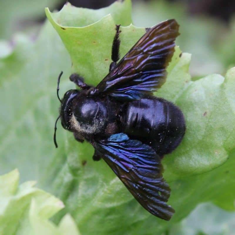 Xylocopa Violacea (Genus)
