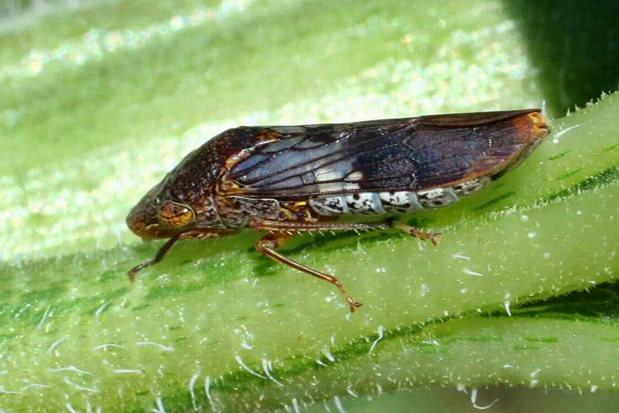Xylophagous Leafhopper