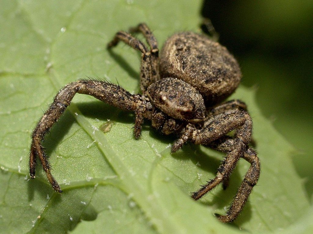 Xysticus Cristatus (Genus)