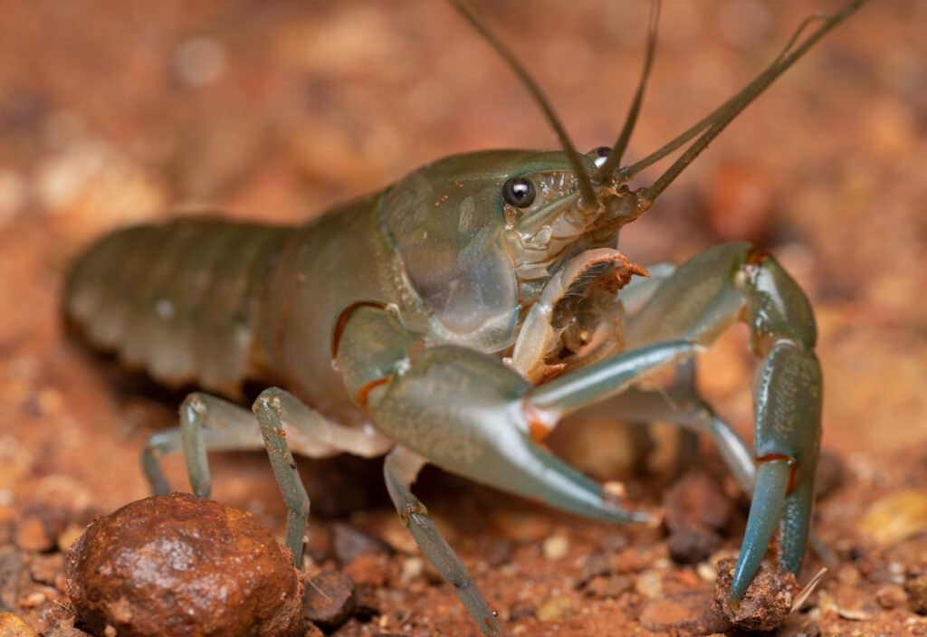 Yabby