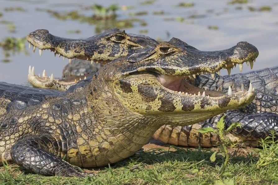 Yacare Caiman