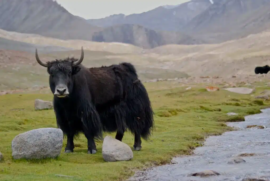 Yak