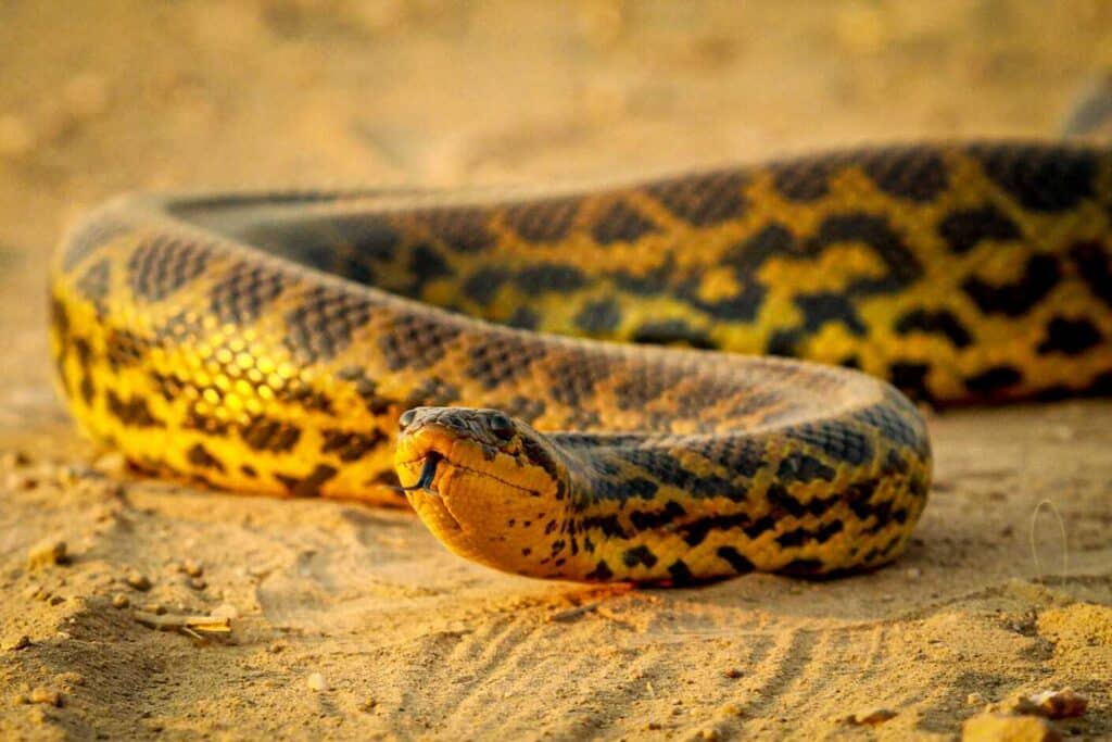 Yellow Anaconda