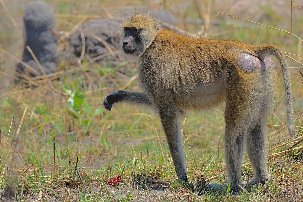 Yellow Baboon