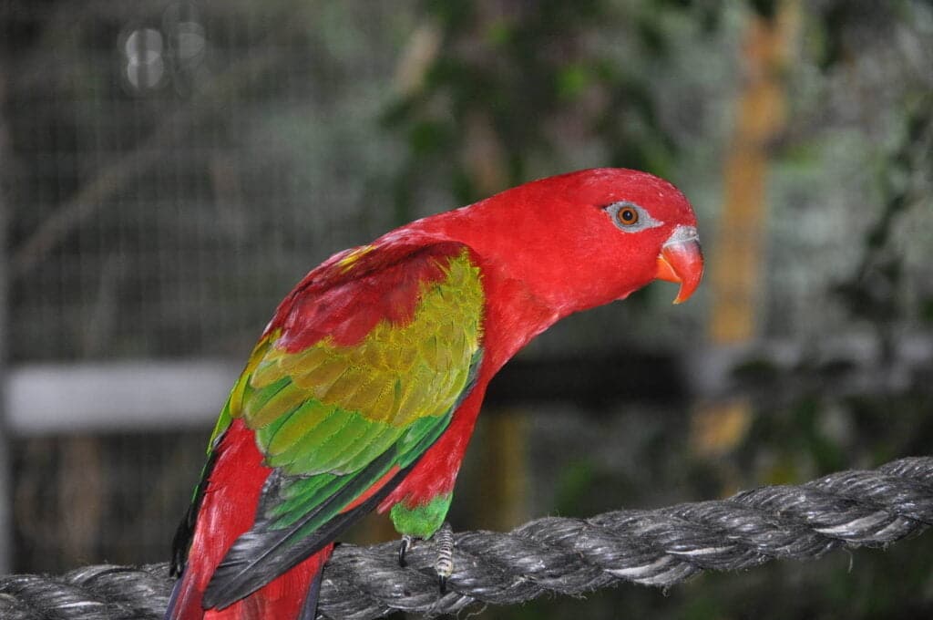 Yellow-Backed Lorikeet
