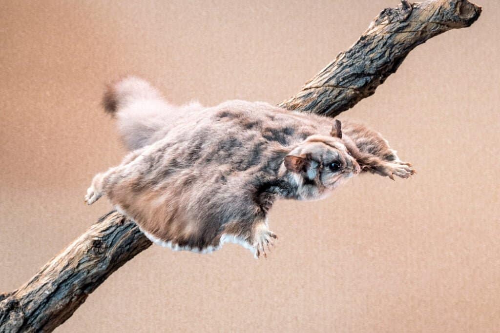 Yellow-Bellied Glider