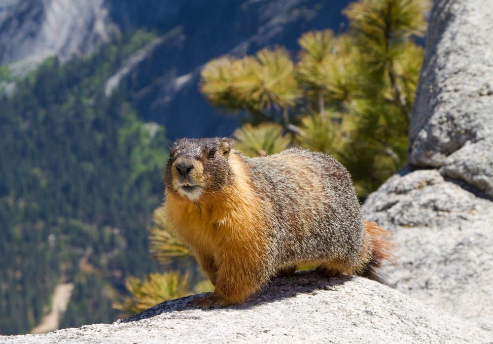 Yellow-Bellied-Marmot