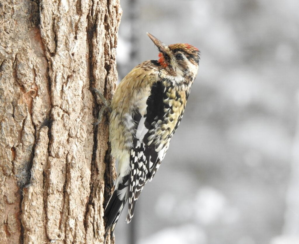 Yellow-Bellied Sapsucker