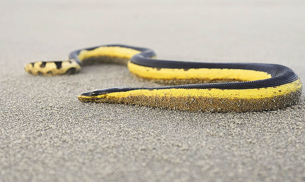 Yellow-Bellied Sea Snake