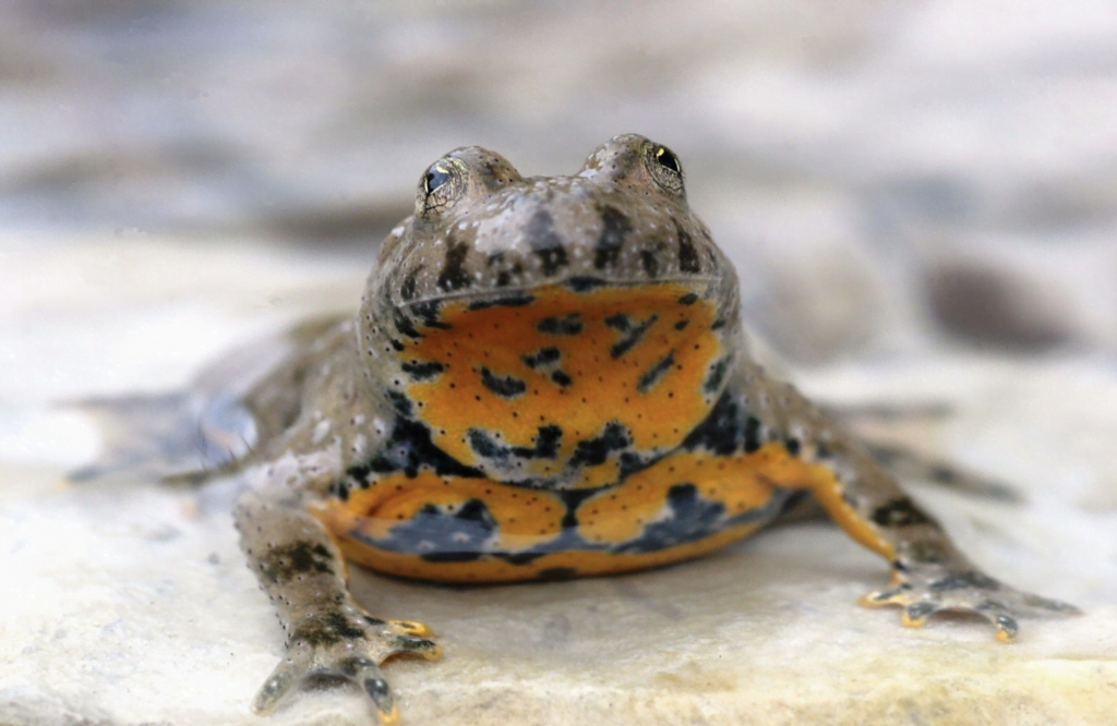 Yellow-Bellied Toad
