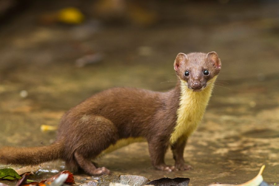Yellow-Bellied Weasel