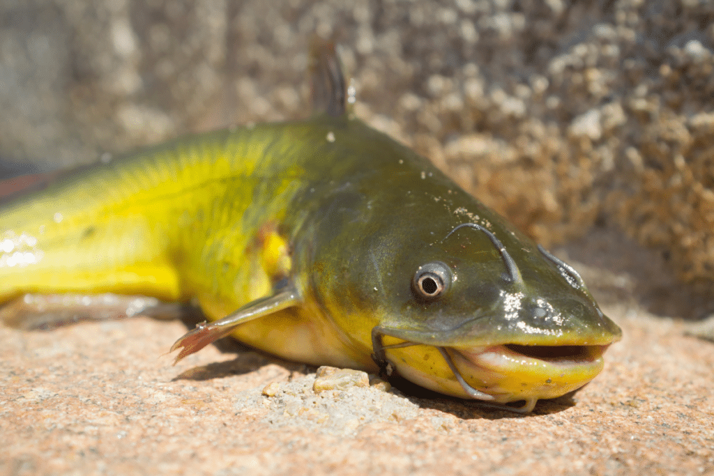 Yellow Bullhead