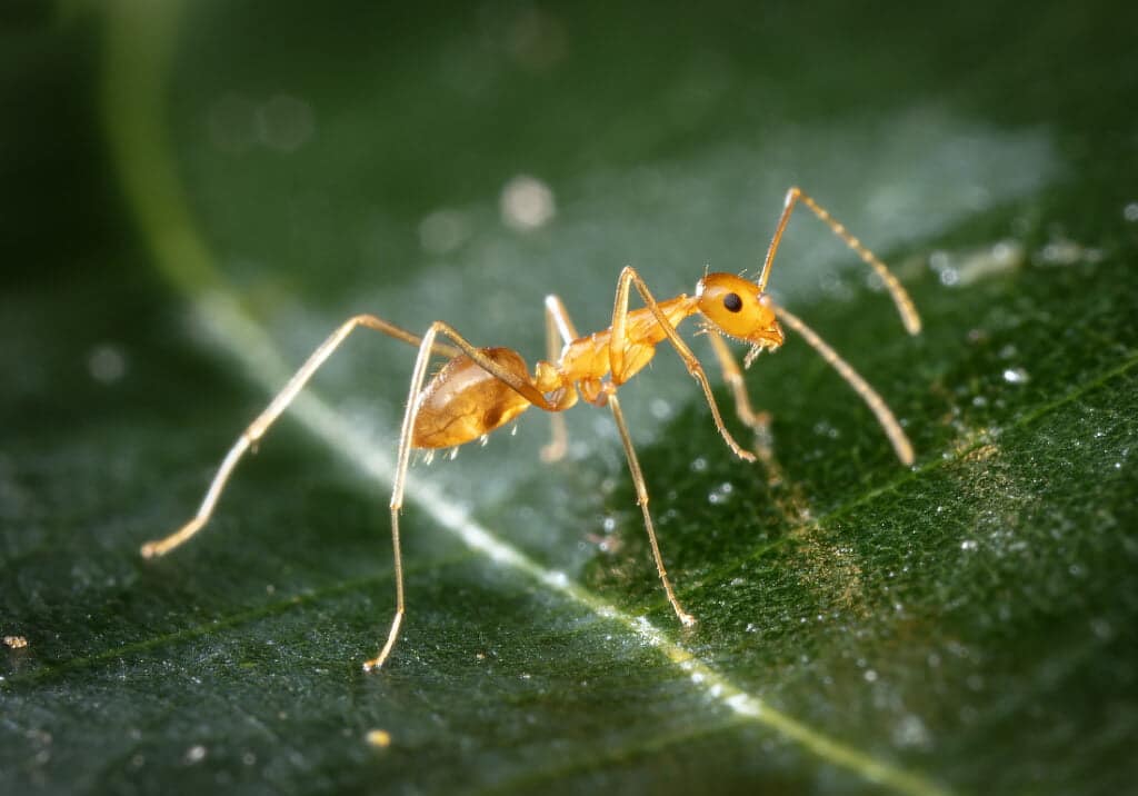 Yellow Crazy Ant