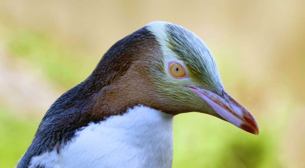 Yellow-Eyed Penguin