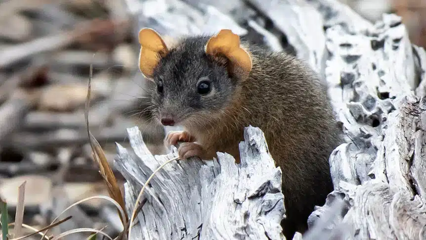 Yellow-Footed Antechinus