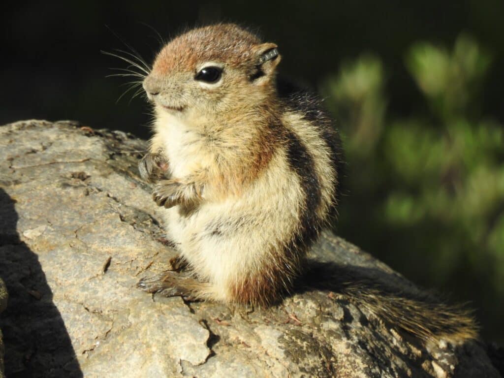 Yellow Ground Squirrel
