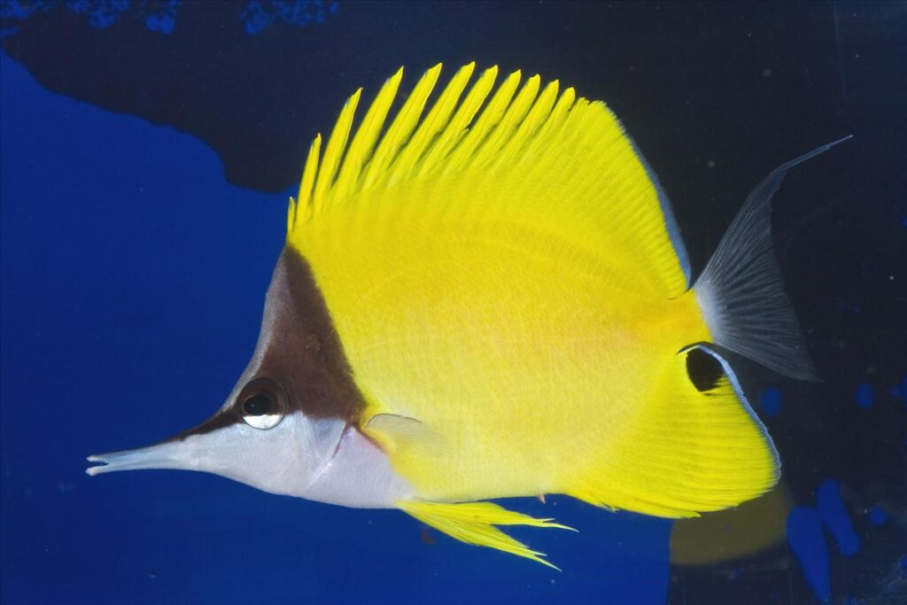 Yellow Longnose Butterflyfish