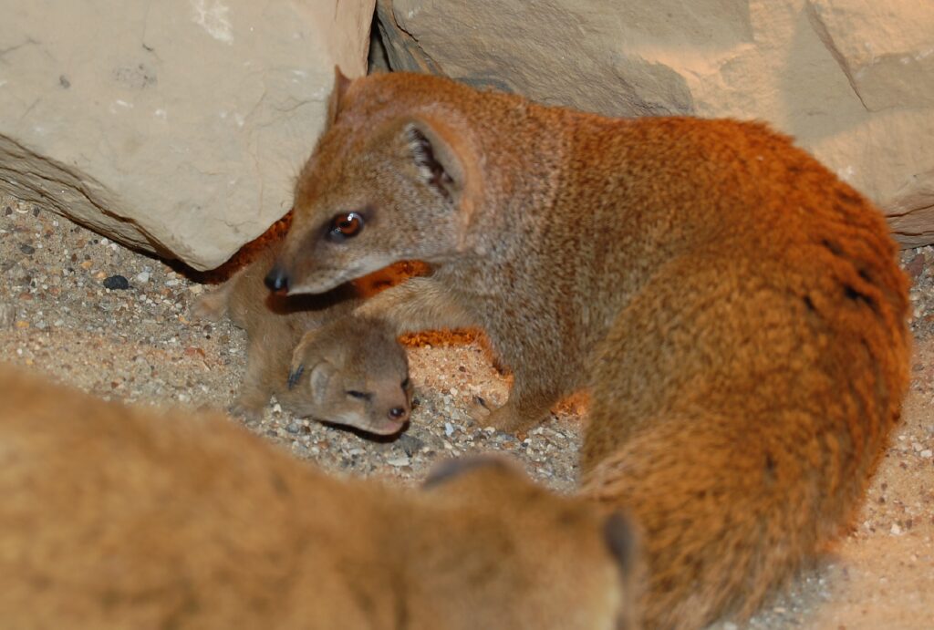 Yellow Mongoose