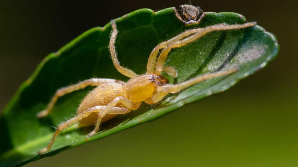 Yellow-Sac-Spider