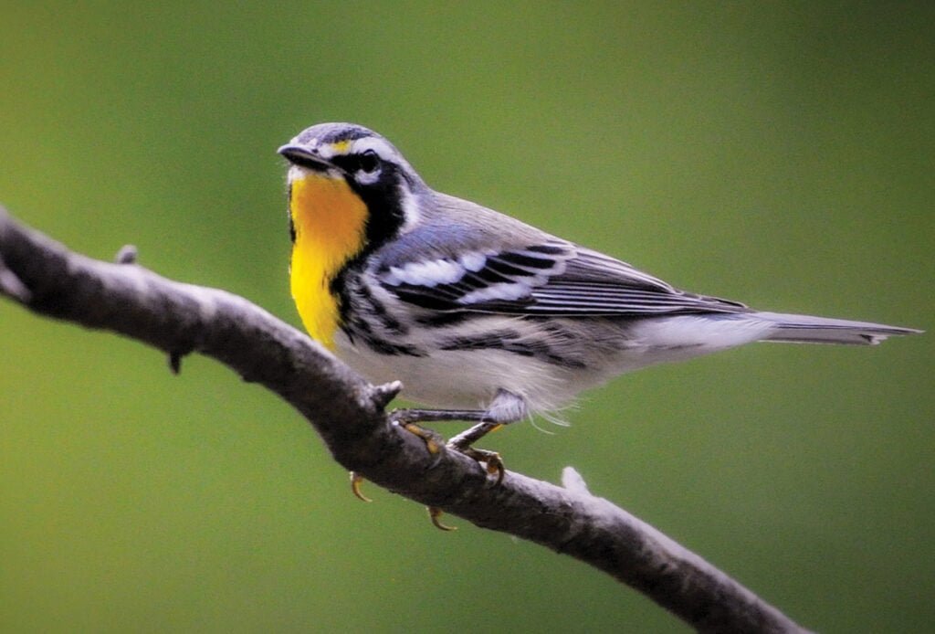 Yellow-Throated Warbler
