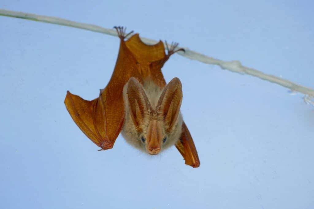 Yellow-Winged Bat