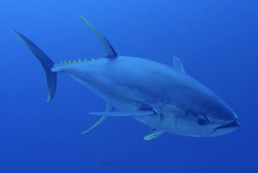 Yellowfin Tuna