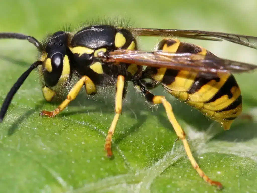 Yellowjacket
