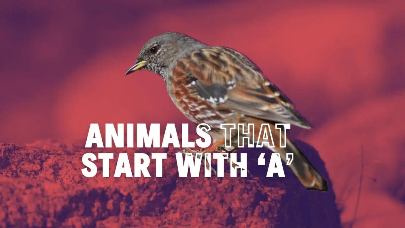 Animals that Start with A