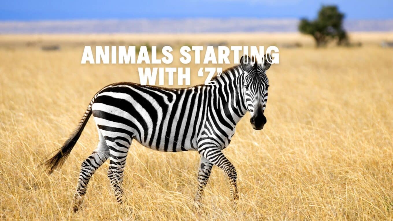 Animals that Start with Z