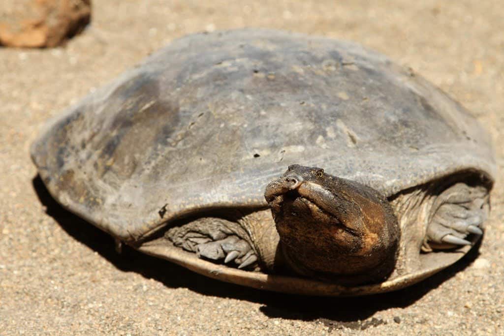 Zambezi Flapshell Turtle