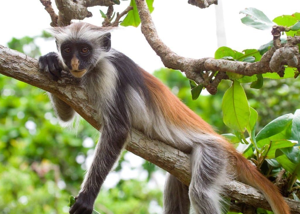 Zanzibar Red Colobus