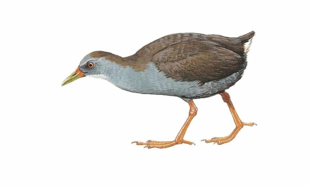 Zapata Rail