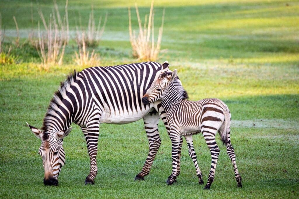 Zebra