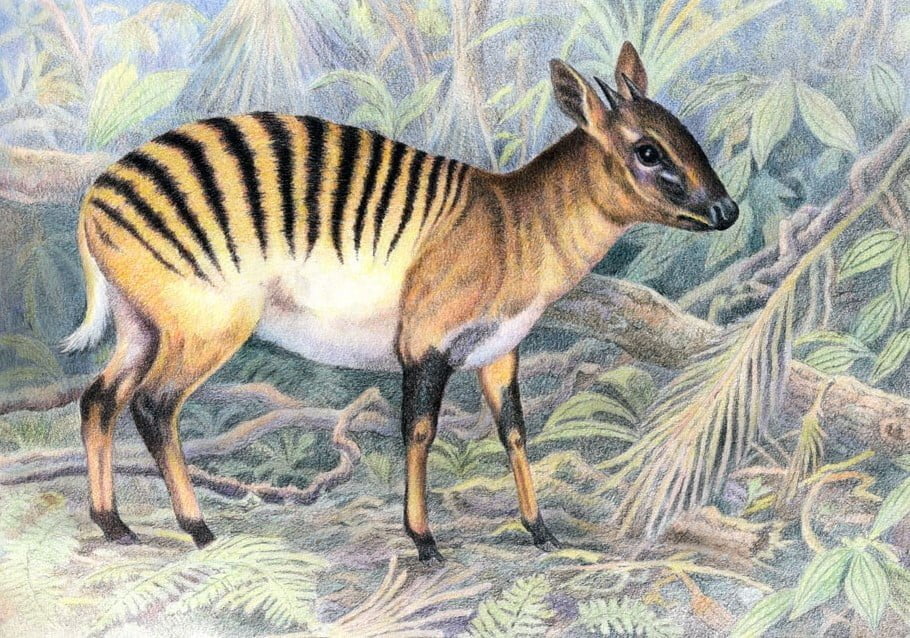 Zebra Duiker