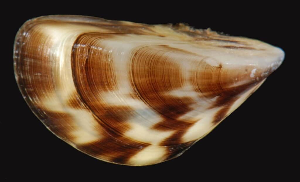 Zebra Mussels
