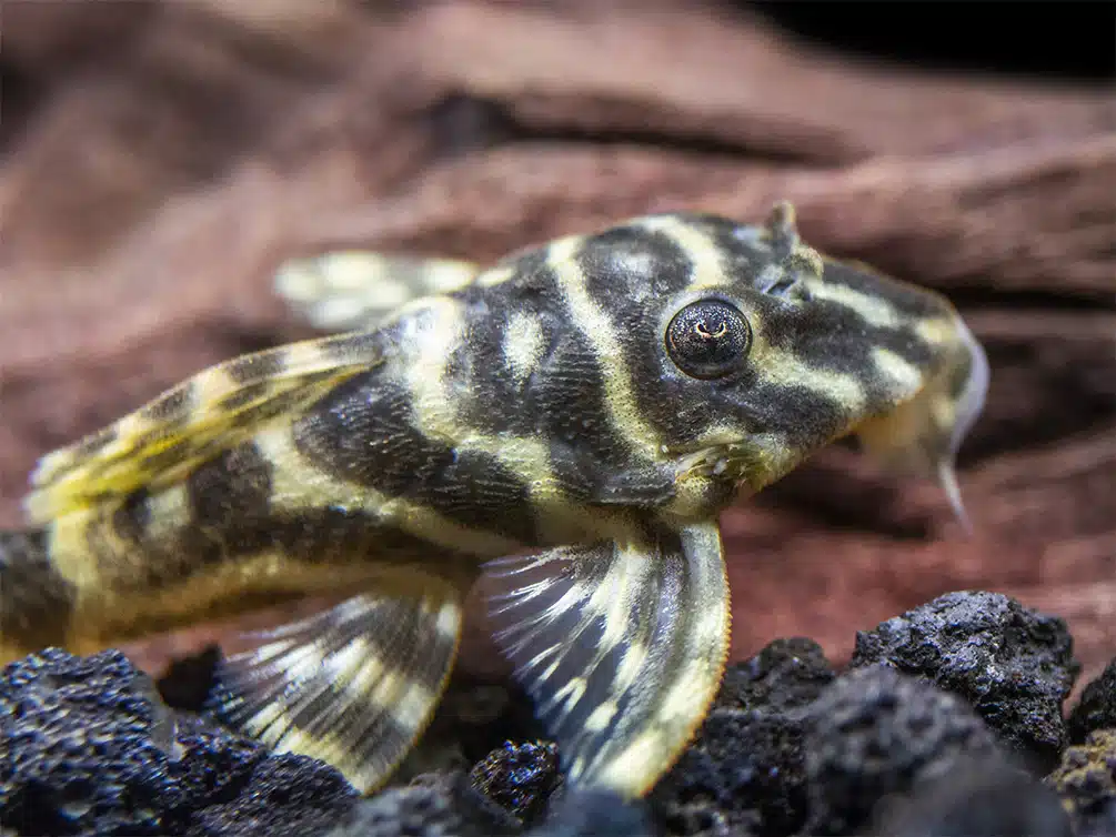 Zebra Pleco
