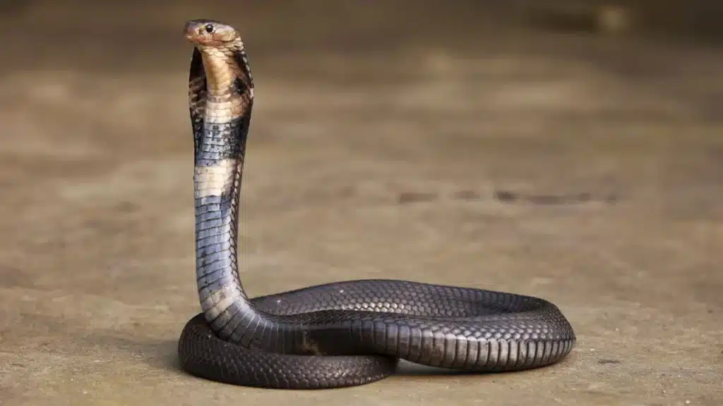 Zebra Spitting Cobra