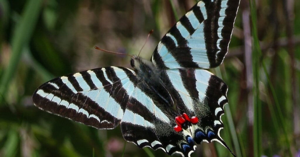 Zebra Swallowtail Butterfly