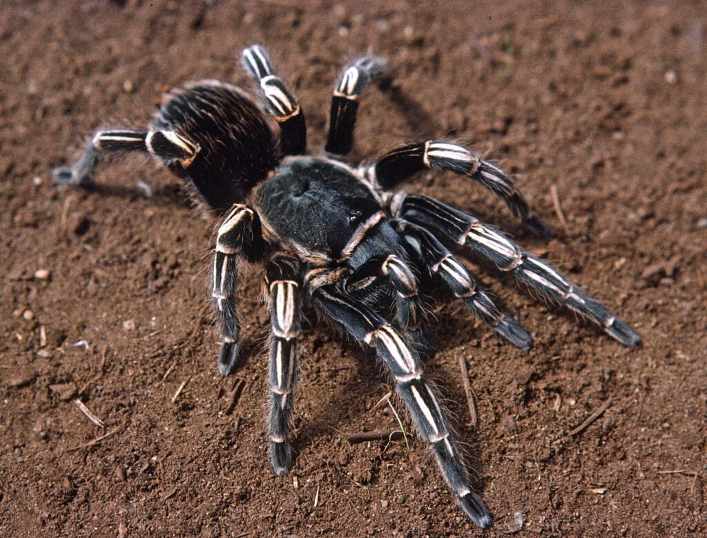 Zebra Tarantula