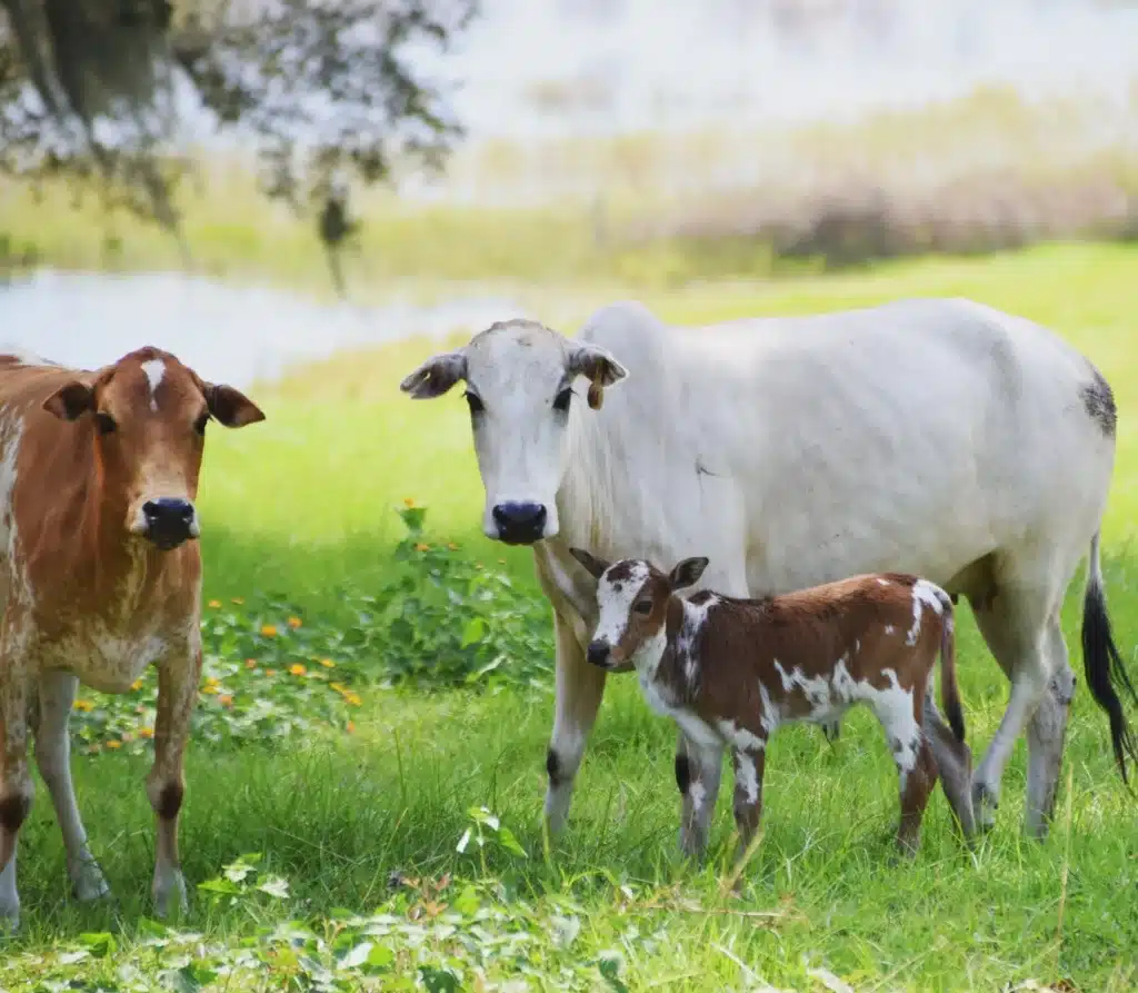 Zebu