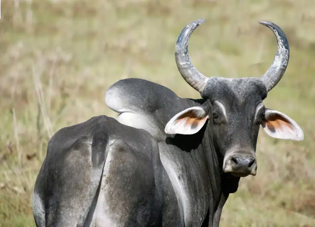 Zebu Ox