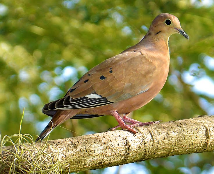Zenaida Pigeon