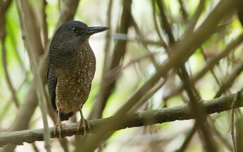 Zigzag Heron