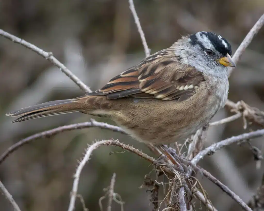 Zonotrichia (Sparrow Genus)