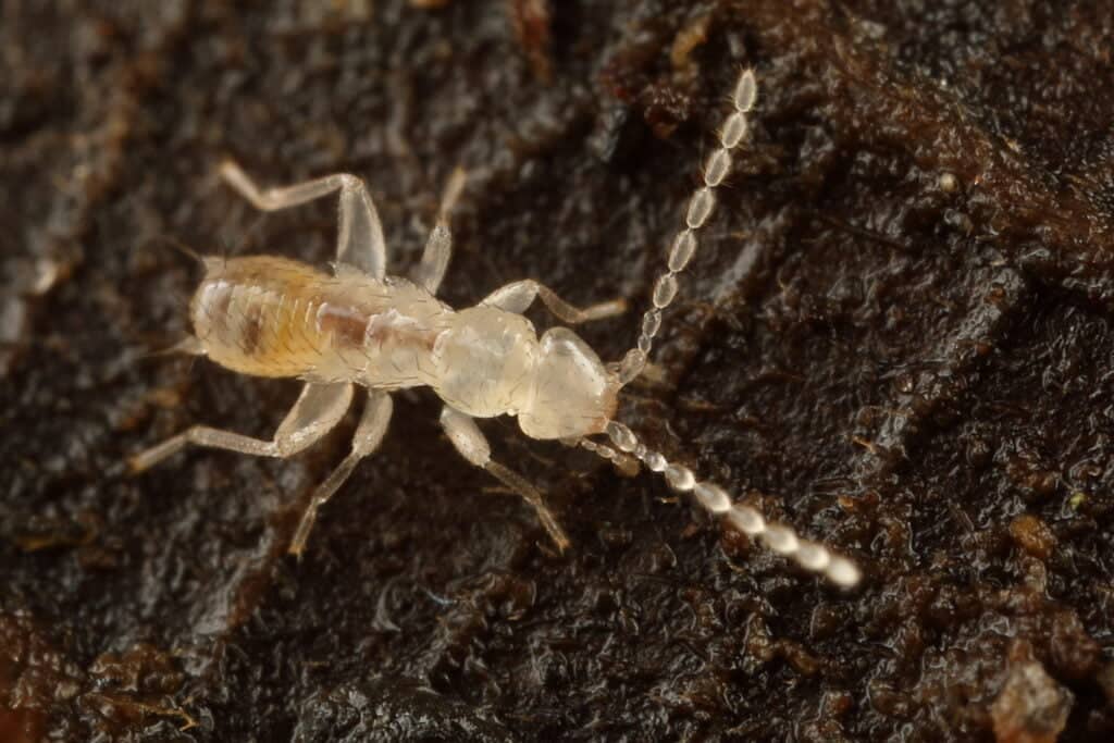 Zorapteran