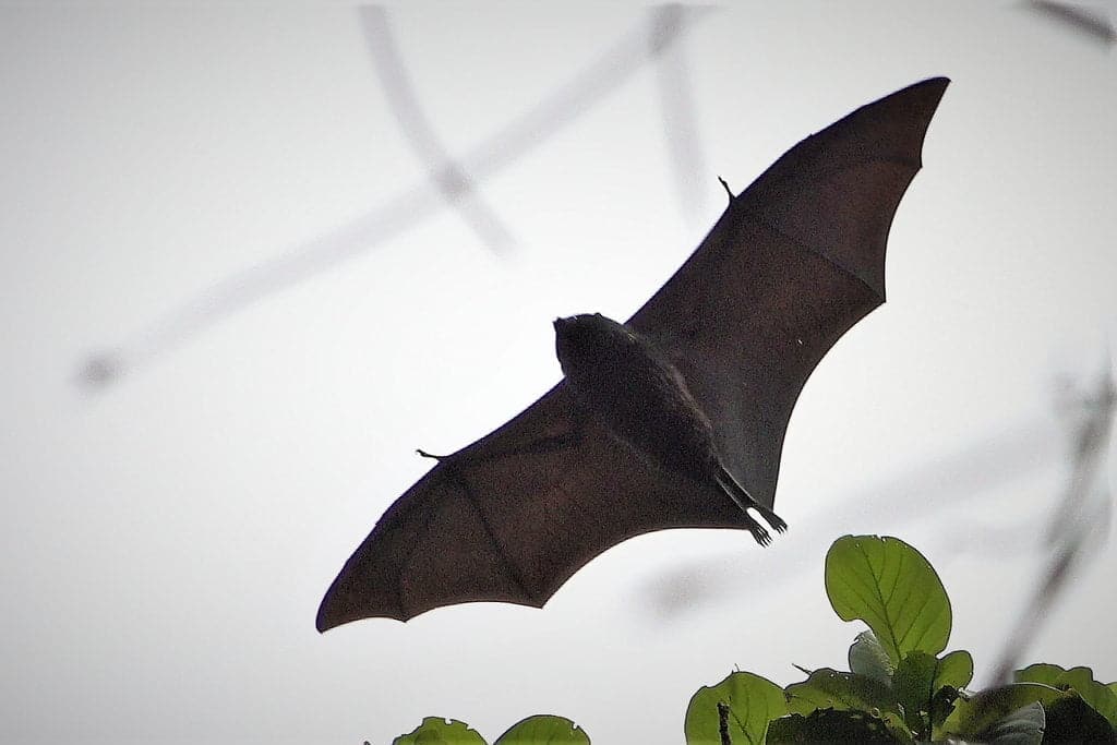 Zorro Bat