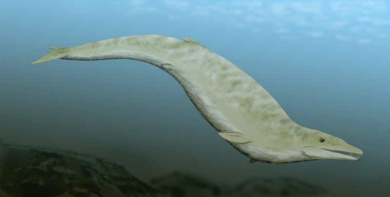 Zygorhiza