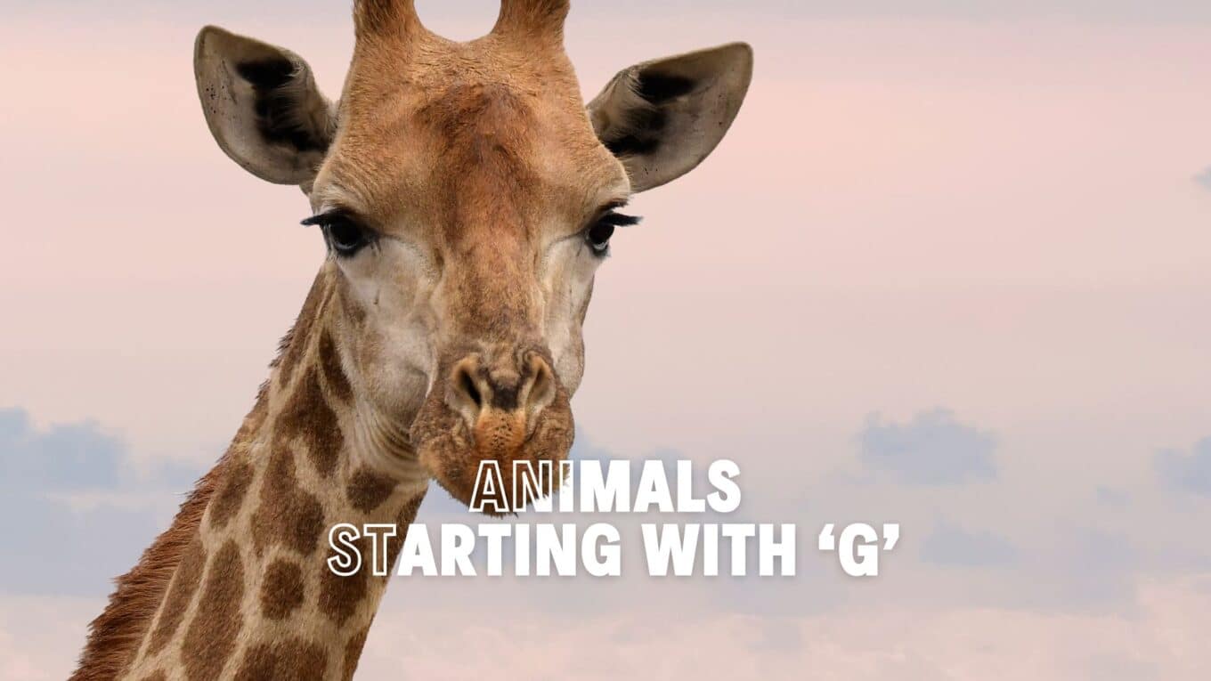 Animals that Start with G: A Ride Through Nature