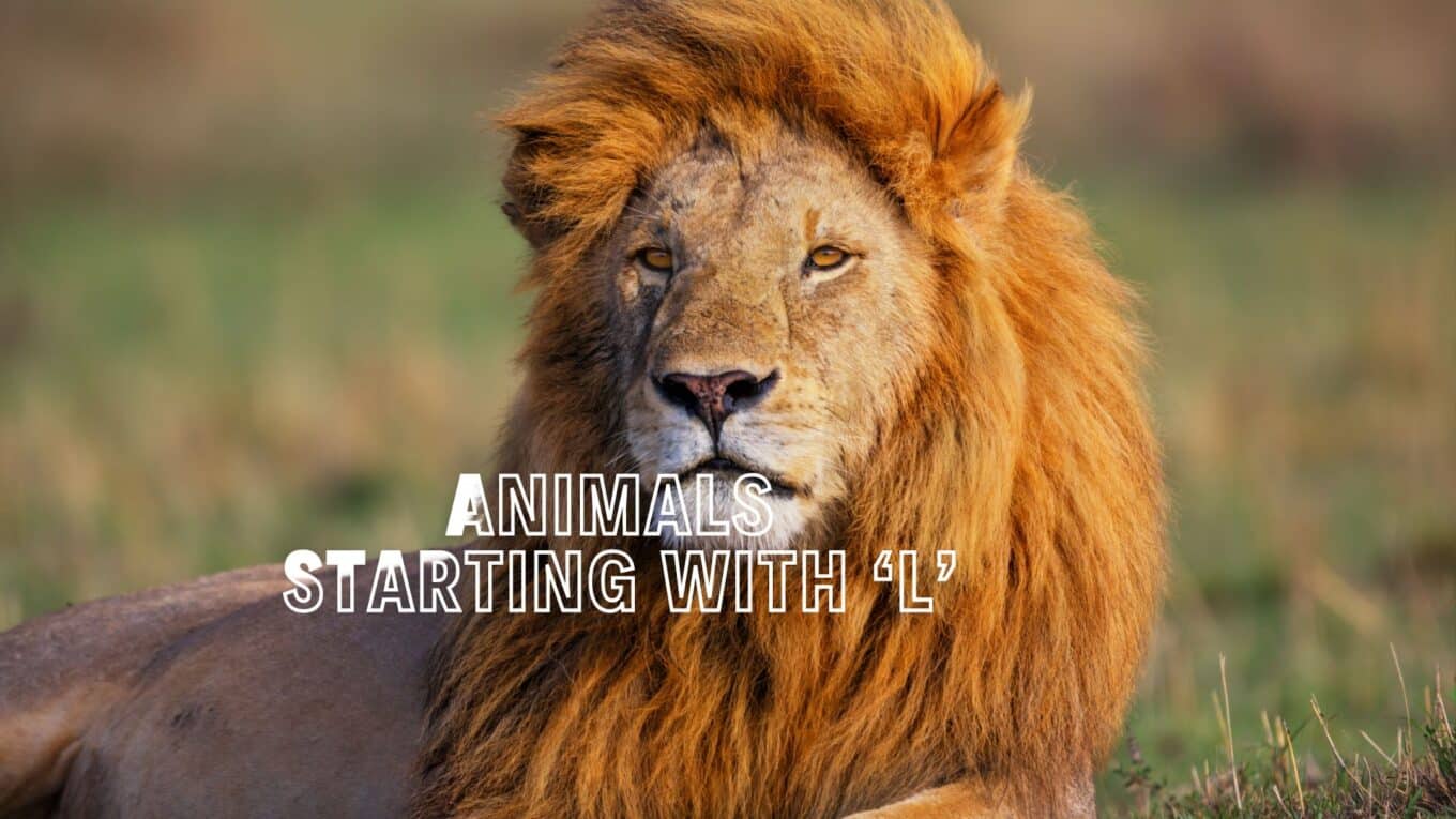 Animals that Start with L